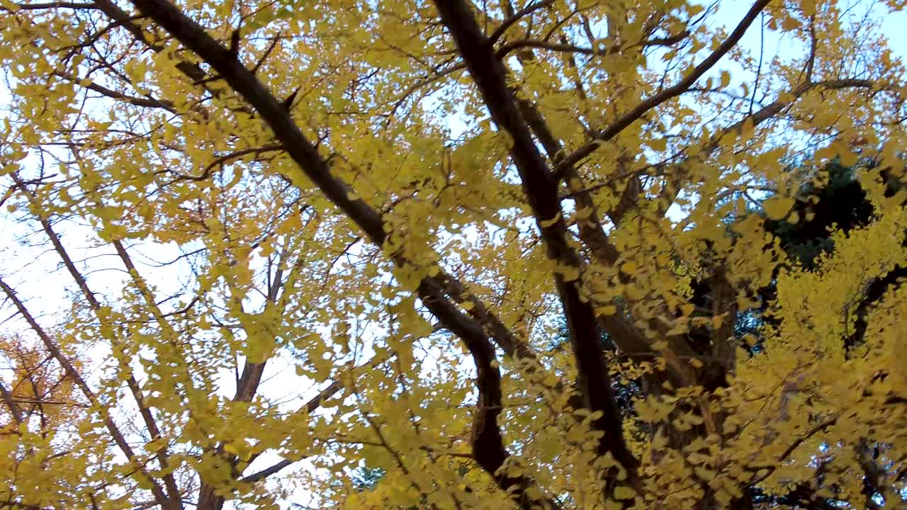 니혼오도리 거리의 아름다움