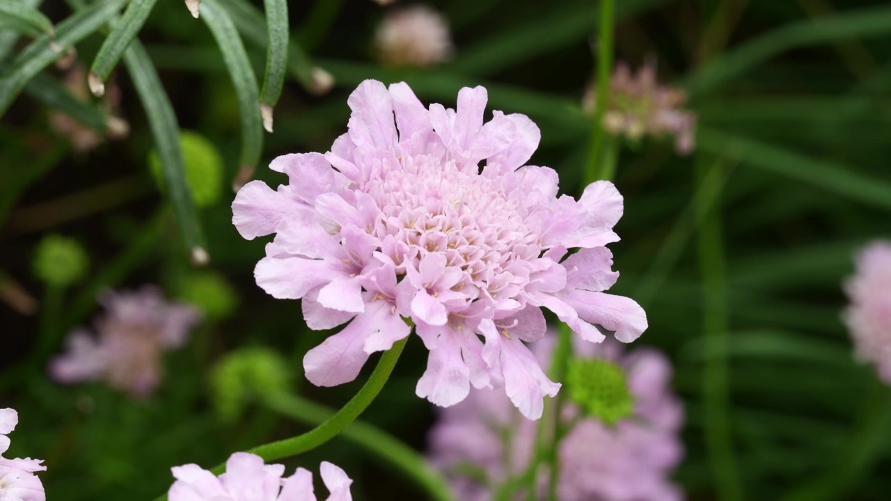 Primo piano di un delicato fiore rosa di scabiosa (puntaspilli) durante le giornate estive di Shanghai (4K25p).