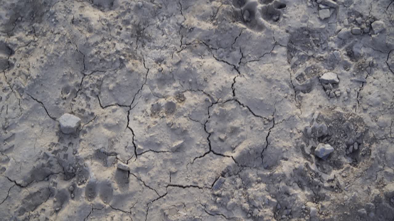 рысь, кошачьи следы