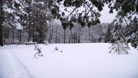 la toma del paisaje del bosque de pinos nevados en invierno