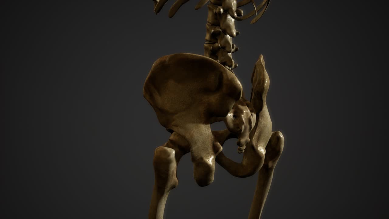 인간의 골격의  ⁇