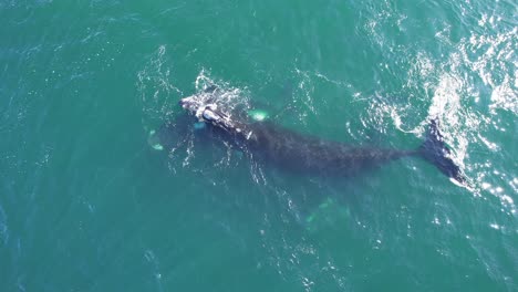 Circular-drone-shot-of-small-pod-of-Right-Whales-swimming-in-turquoise-blue-water-off-the-Patagonia-coastline