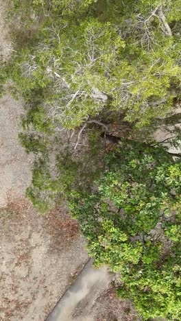 el dron captura el camino a través de un arbusto verde y exuberante.