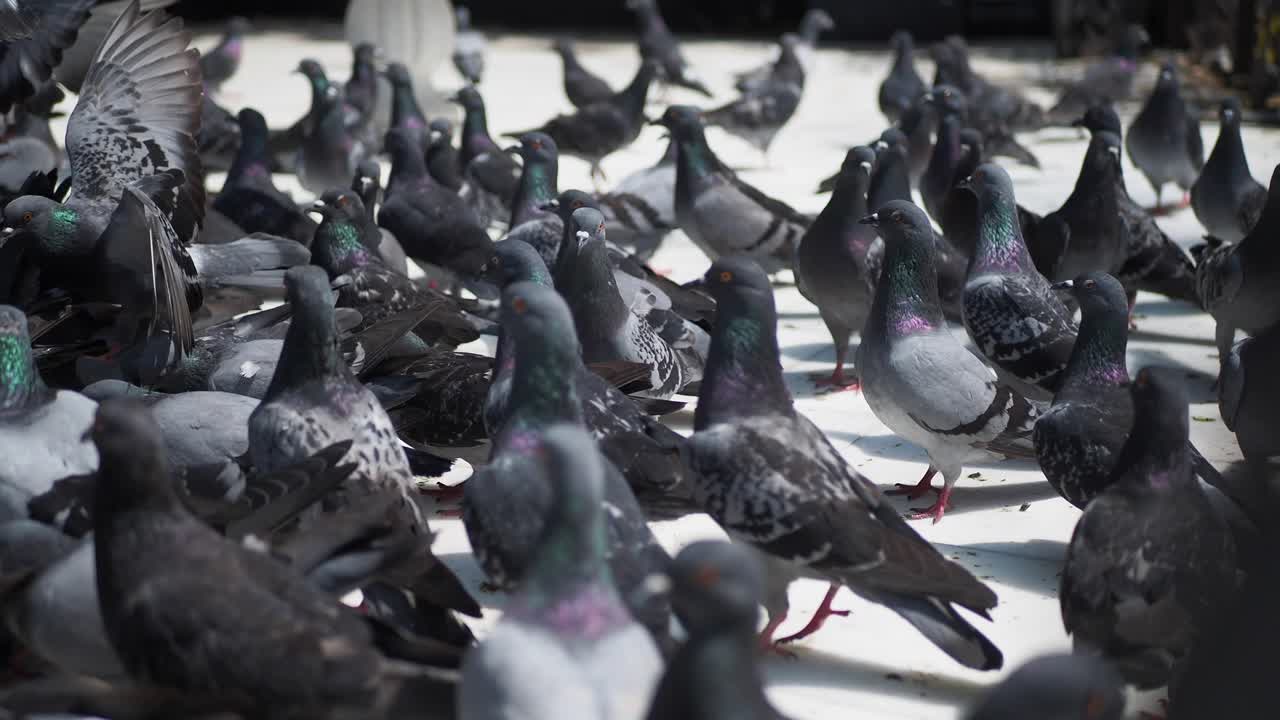 지붕 위 에 있는 비둘기 들 의 큰 무리