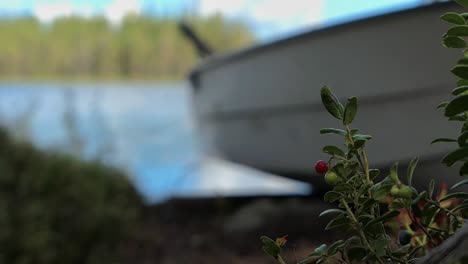 rowing boat by lake on shore with wild berries on ground