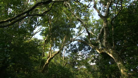 Sandy-floor-Forests-of-Southern-Africa