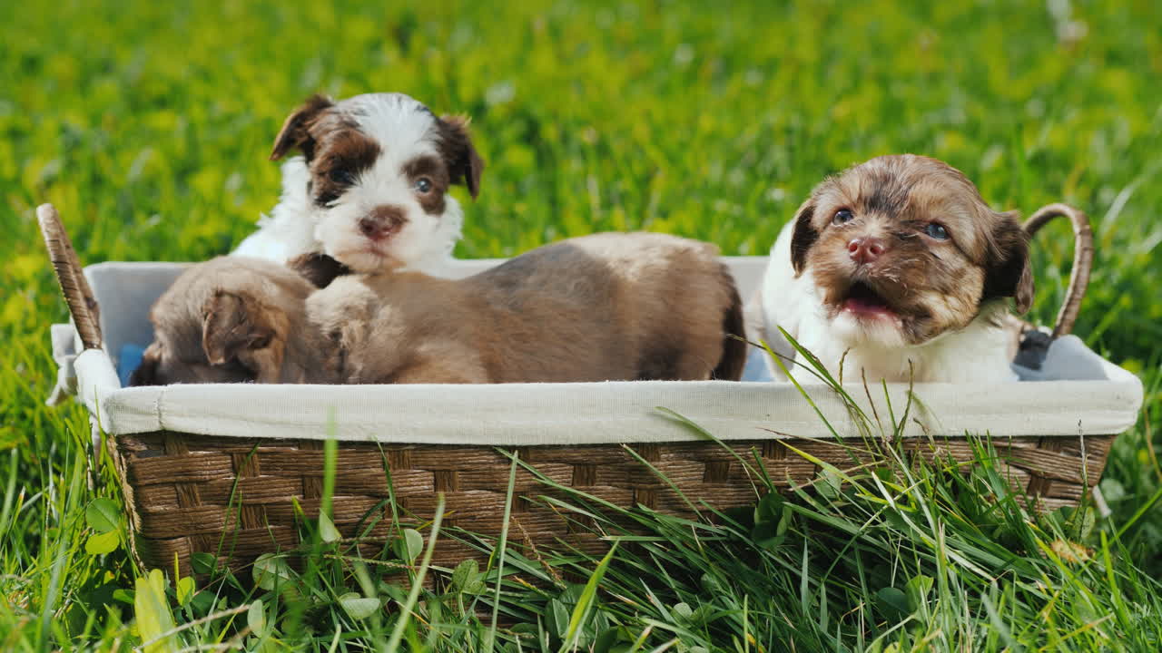 canasta de felicidad - cachorritos en un exuberante césped verde