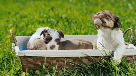 canasta de felicidad - cachorritos en un exuberante césped verde