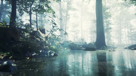 Wald-Mit-Teich-Und-Nebel-Mit-Sonnenstrahlen