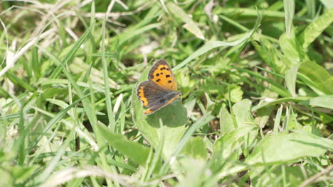 Hermosa-Mariposa-De-Cobre-Pequeña-Posada-Sobre-Hojas-Silvestres-Entre-Pastos-Durante-El-Verano-En-Saitama,-Japón