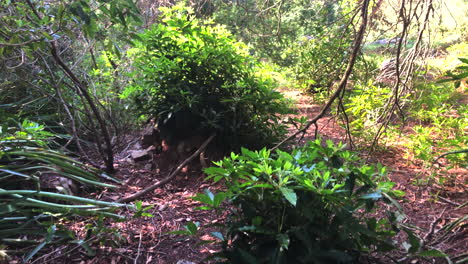 slowly walking up path in forest under trees with the sun shining through the branches