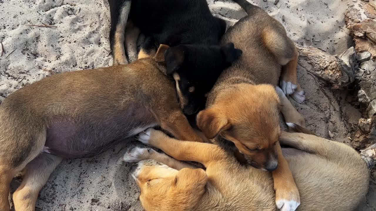네 마리의 귀여운 작은 개들이 함께 휴식을 취하고 있습니다.