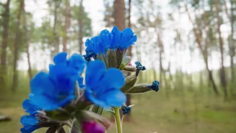 pequeños racimos de flores de pulmón con pétalos azules y rosados