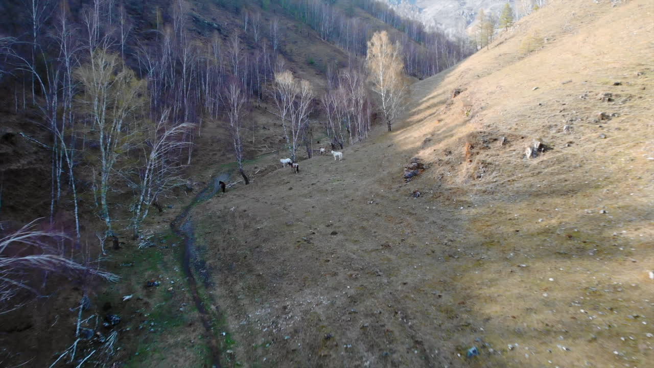 Horses grazing on a hillside with bare trees in a valley