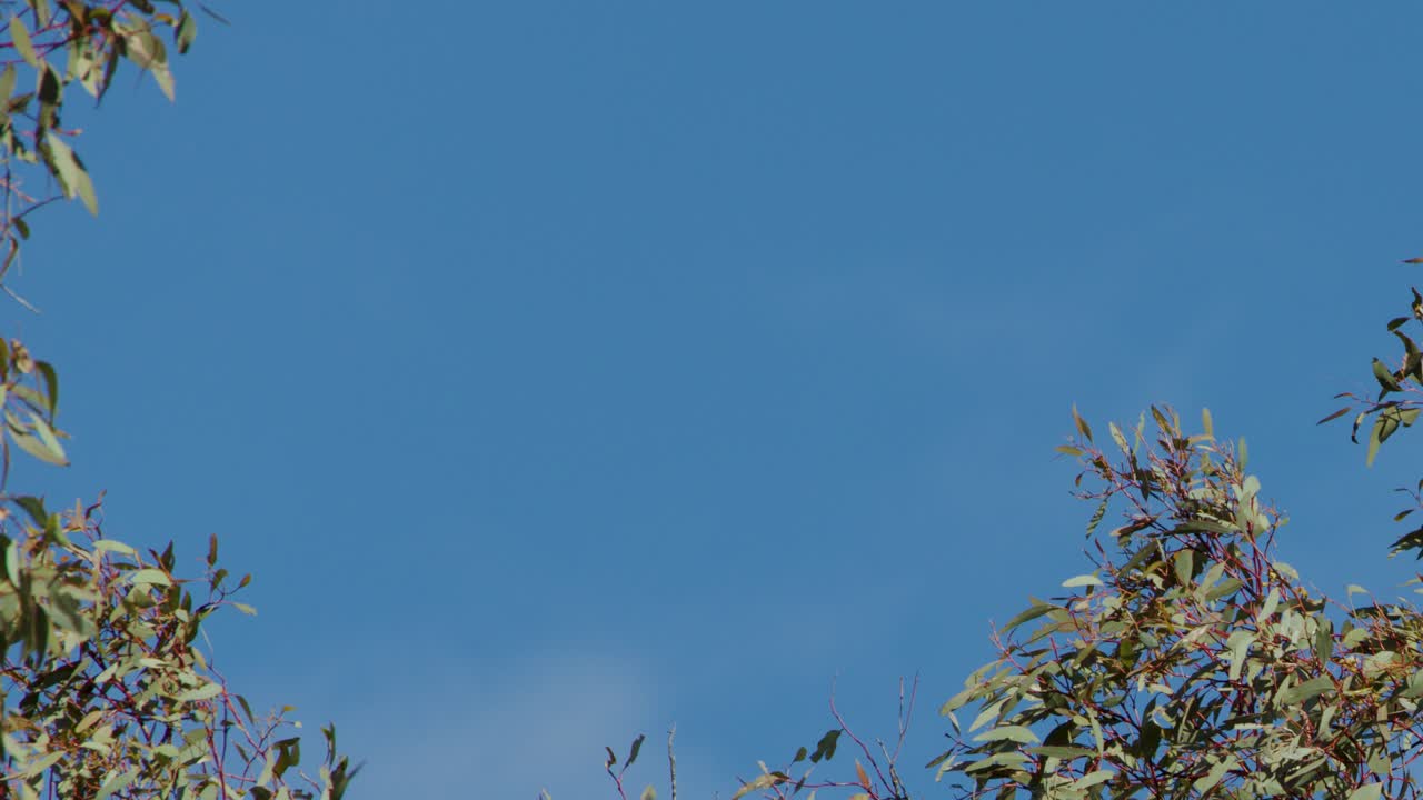 Eucalyptus tree foliage moves in breeze against clear blue sky, natural daylight, static camera