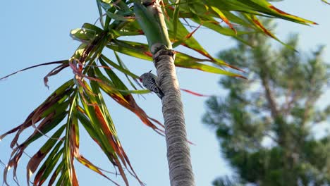 Red-bellied-woodpecker-close-up-with-palm-tree-fronds-blowing-in-the-background