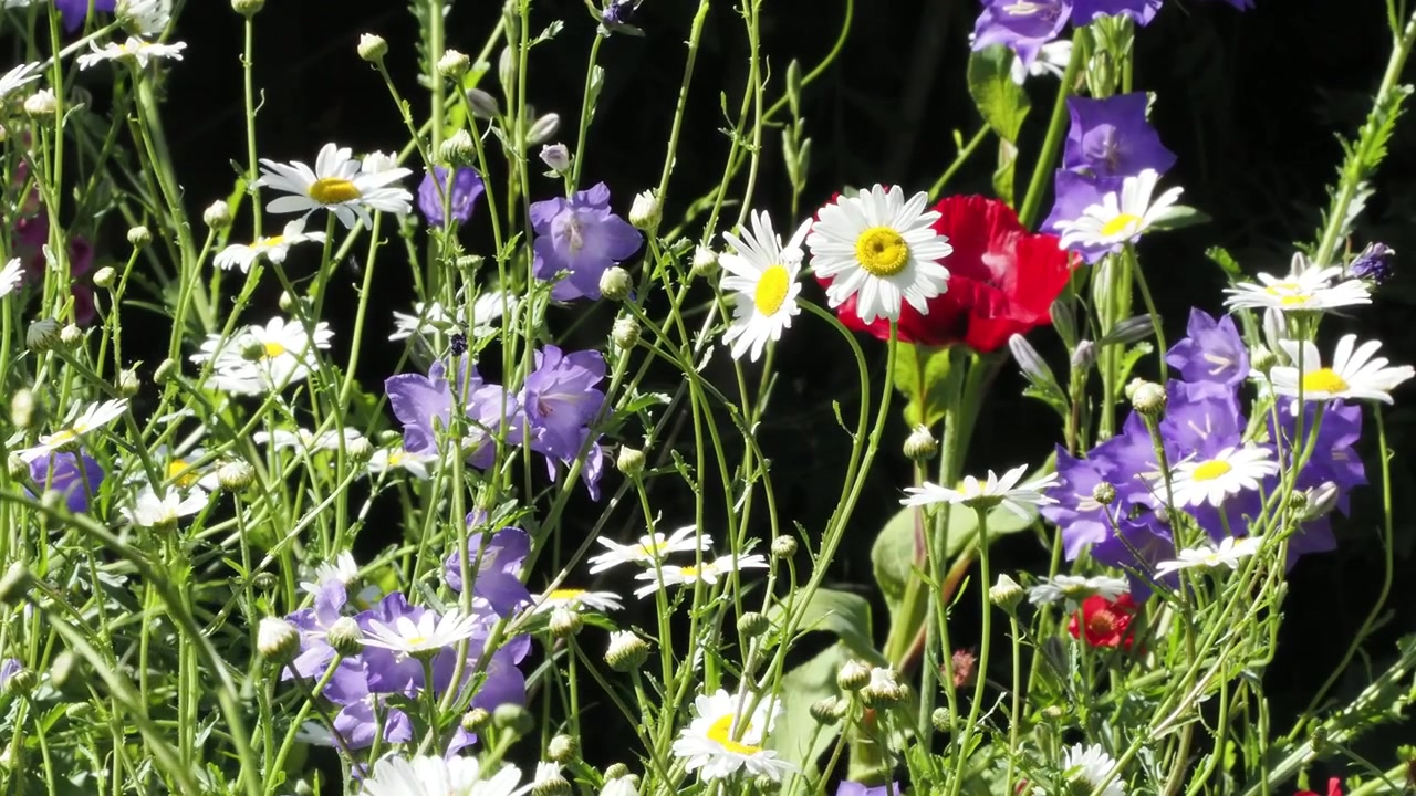 Blandet havebed om sommeren med campanula, okseøje-margueritter og røde valmuer mod en mørk bugt.