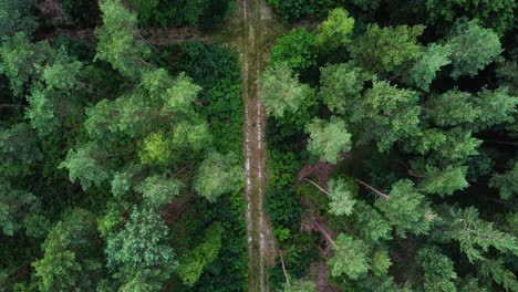 Small-muddy-forest-road-and-dense-conifer-landscape-around,-top-down