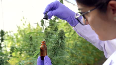 crop female scientist with cannabis extract in hothouse