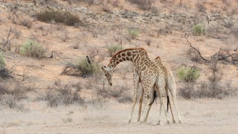 Dos-Toros-Jirafa-Peleando-En-Kgalagadi,-Sudáfrica,-Plano-Medio