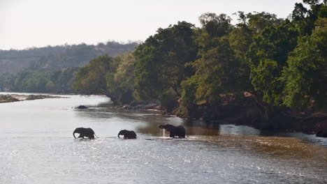 a family of wild elephants wade across a wide river in the african savanna