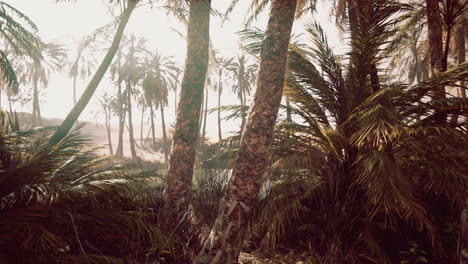 the palms oasis trail is one of many popular hikes in national park