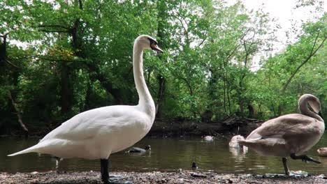 -Die-Schwäne-Auf-Dem-See-Sind-Im-London-Park,-Vereinigtes-Königreich