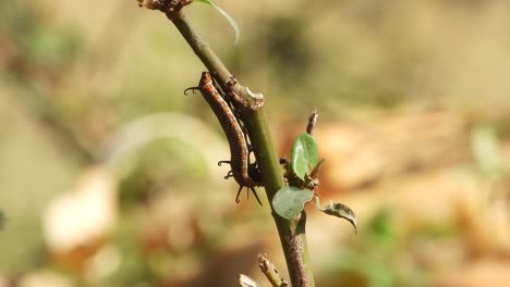 caterfiler relaxing on stick