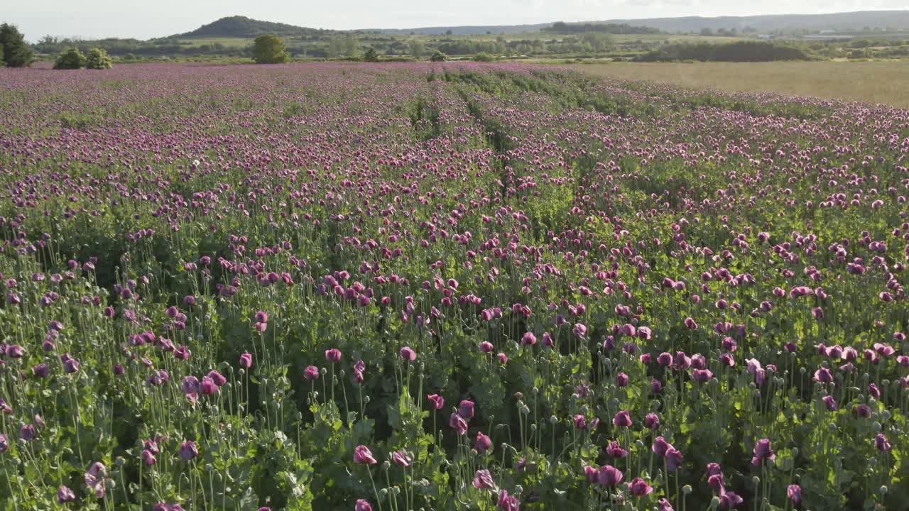 An agricultural field filled with blooming purple poppies stretches toward the distant hills under bright summer sky. Neatly aligned rows create depth and rhythm in this serene countryside landscape.