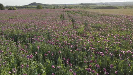 an agricultural field filled with blooming purple poppies stretches toward the distant hills under bright summer sky. neatly aligned rows create depth and rhythm in this serene countryside landscape.