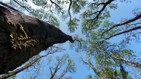 orbiting around ash tree vertical shot