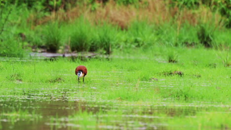 african jacana bird walking in puddle with multiple bullfrogs in central kalahari, botswana.
