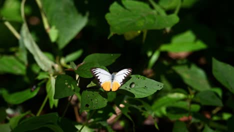 orange gull, cepora iudith, kaeng krachan national park, unesco world heritage, thailand