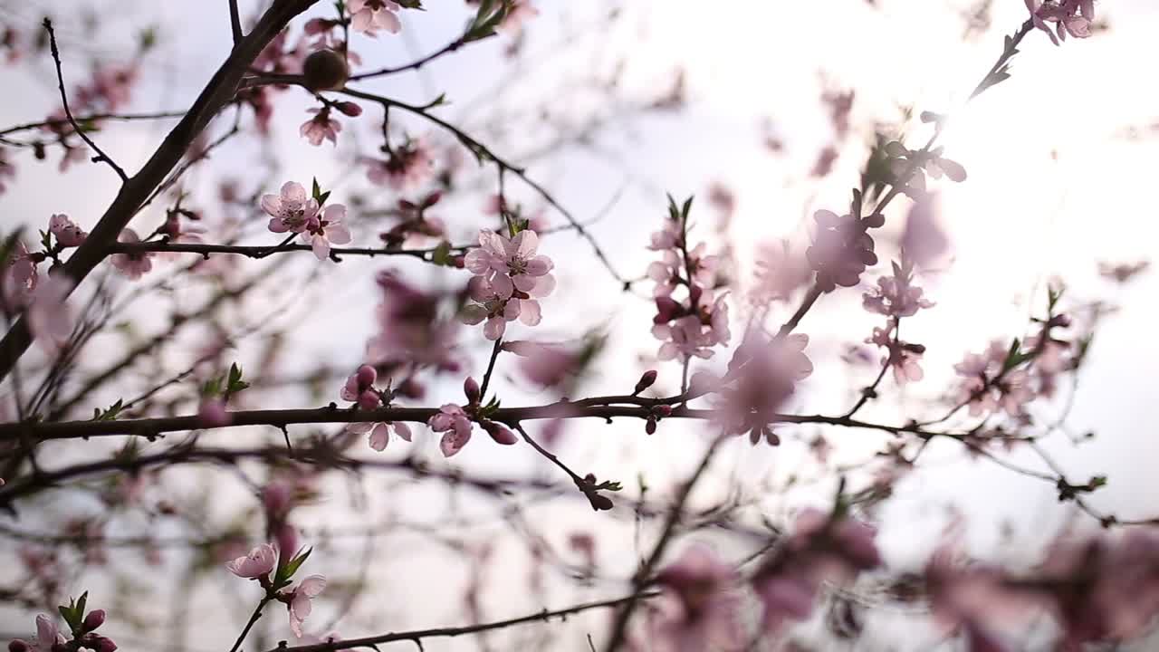 las flores de cerezo en flor en el viento