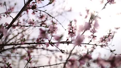 Blühende-Kirschblüten-Im-Wind