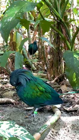 paloma nicobar observada en un entorno exuberante y verde