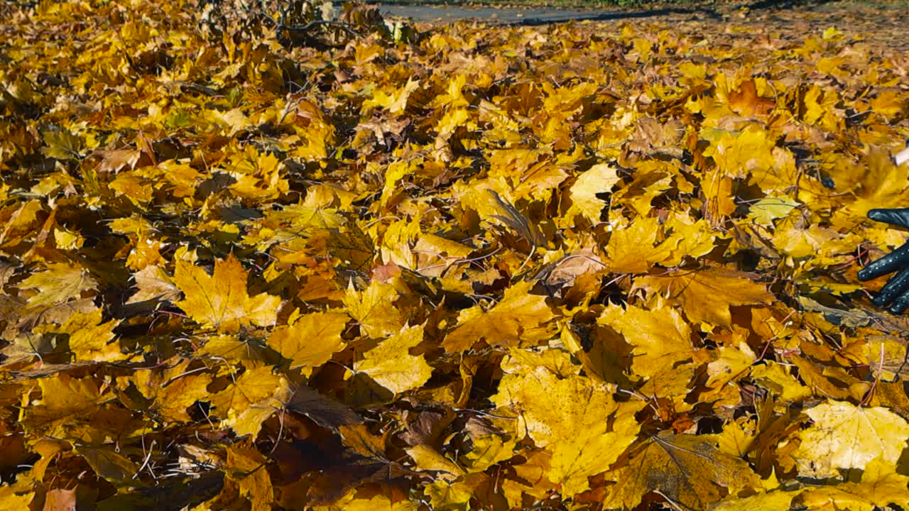 Gorgeous slow motion video of a person with gloves throwing golden brown, yellow and orange colored autumn maple fallen leaves in the air and they fall cinematically on the ground. Bokeh background