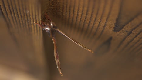 A giant moth moves its wings slowly on a brown background