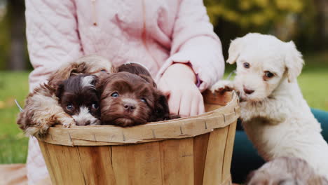 Child-in-autumn-park-playing-with-puppies-on-lawn