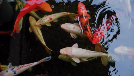 koi fish, cyprinus caprio, cyprinus rubrofuscus swim with reflections and small waves on the surface. nobody. wildlife.