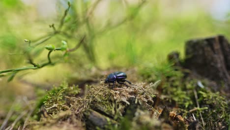 dung beetle on forest floor