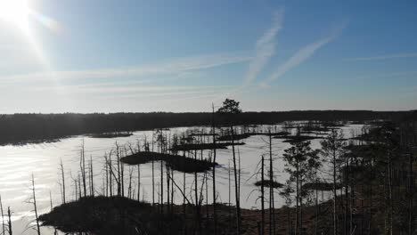 Dry-spruce-tree-top-flyover-aerial-drone-view-with-many-small-islands-in-frozen-swamp-lake-with-dry-trees,-sun-flare-and-clear-blue-sky-in-Cena-Mire-Nature-reserve-in-Latvia