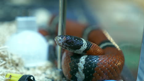 resting motionless with its coiled body, a scarlet kingsnake is sticking its tongue out inside a terrarium in a zoo in bangkok, thailand