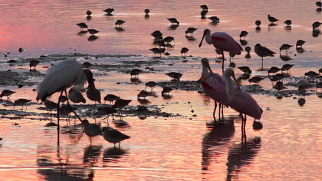 aves playeras vadean en luz dorada a lo largo de la costa de florida