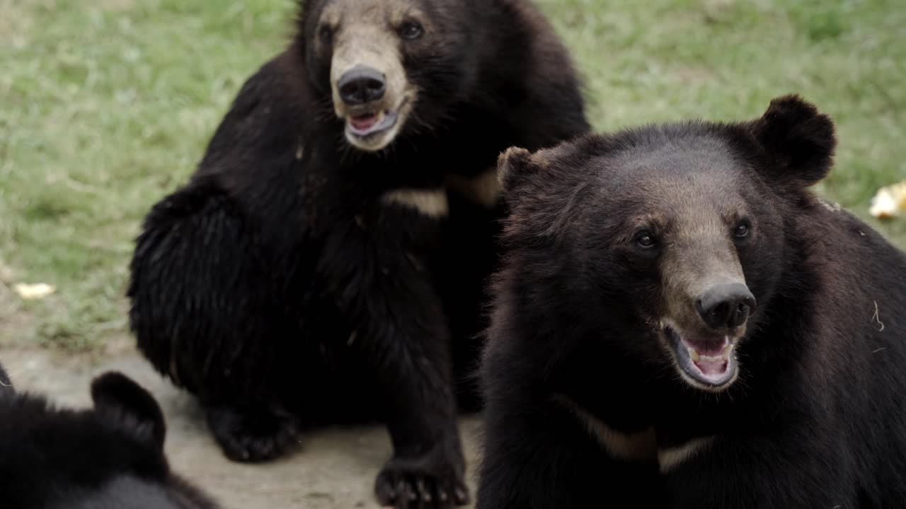 Close Up of Two Bears at the Nantong Zoo waiting for Food Thrown from the Visitors