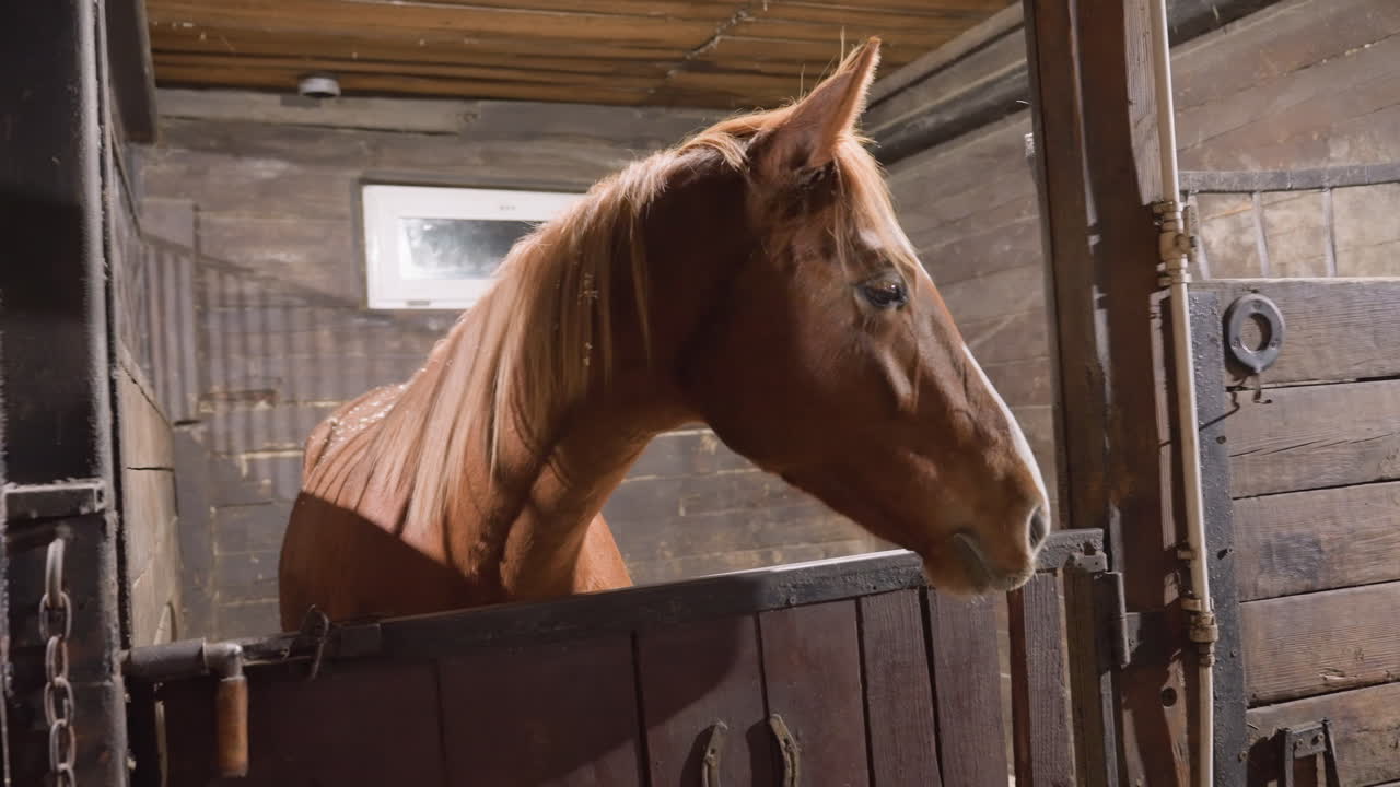 Brown horse in stable stall peers over door, warm light highlights chestnut coat, wooden plank walls and small window, calm attentive expression, closeup muzzle and ears, rustic barn atmosphere