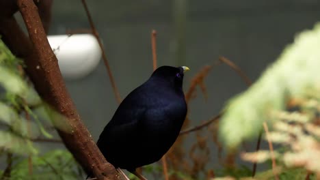 satin bowerbird perched on a branch