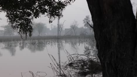 Shot-of-waterlogged-crop-fields-Iwith-damaged-crops-visible-in-distance-from-behind-a-tree-in-Sindh,-Pakistan-during-evening-time