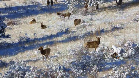 herd of cow elk and one bull on a snowy hillside in colorado looking at the camera