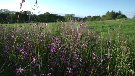 Langsamer-Dolly-Schuss-über-Rosa-Zerlumpte-Rotkehlchen-Wildblumen,-Sie-Bewegen-Sich-Im-Abendsonnenlicht-Unscharf